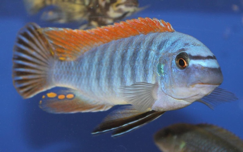Labeotropheus fuelleborni 'Makanjila Point'
